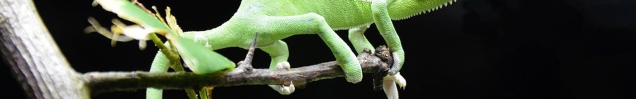 Kameleon Transformaties