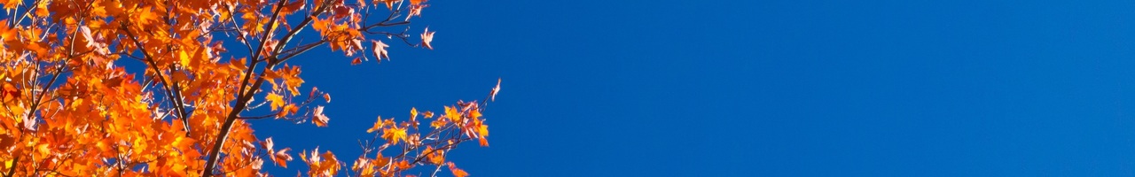 Janine Schimmelpenninck