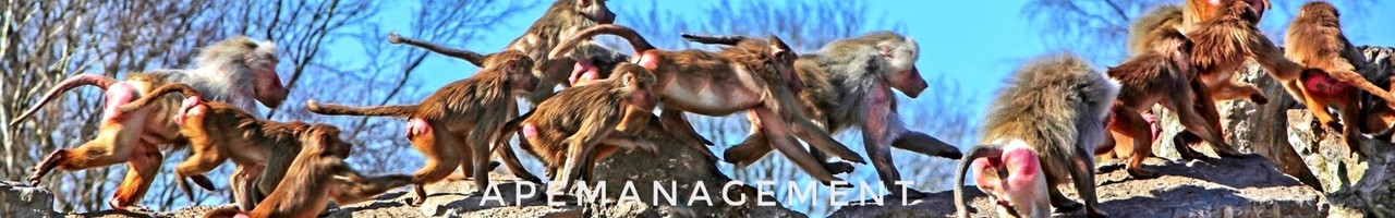 Trainingsbureau Apemanagement